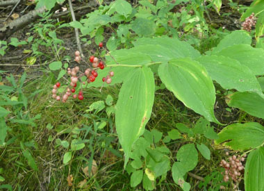 Maianthemum racemosum 